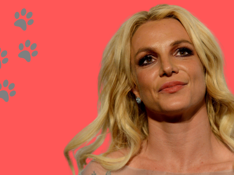 Popsängerin Britney Spears stellt Insta-Fans ihr neues Haustier vor