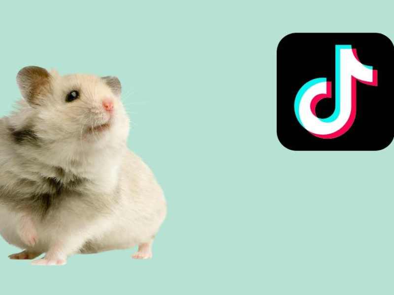 Hamster und Mann auf TikTok