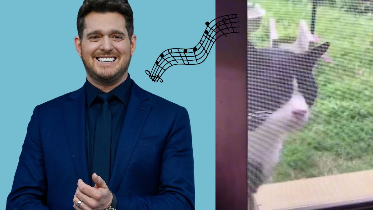 Michael Bublé singt mit einer Katze auf TikTok