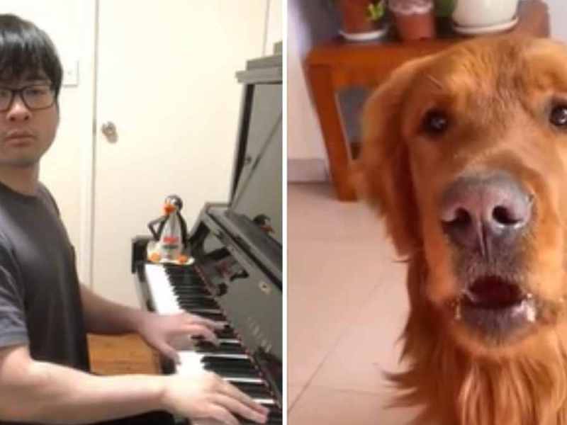 Trauriger Hund Band TikTok